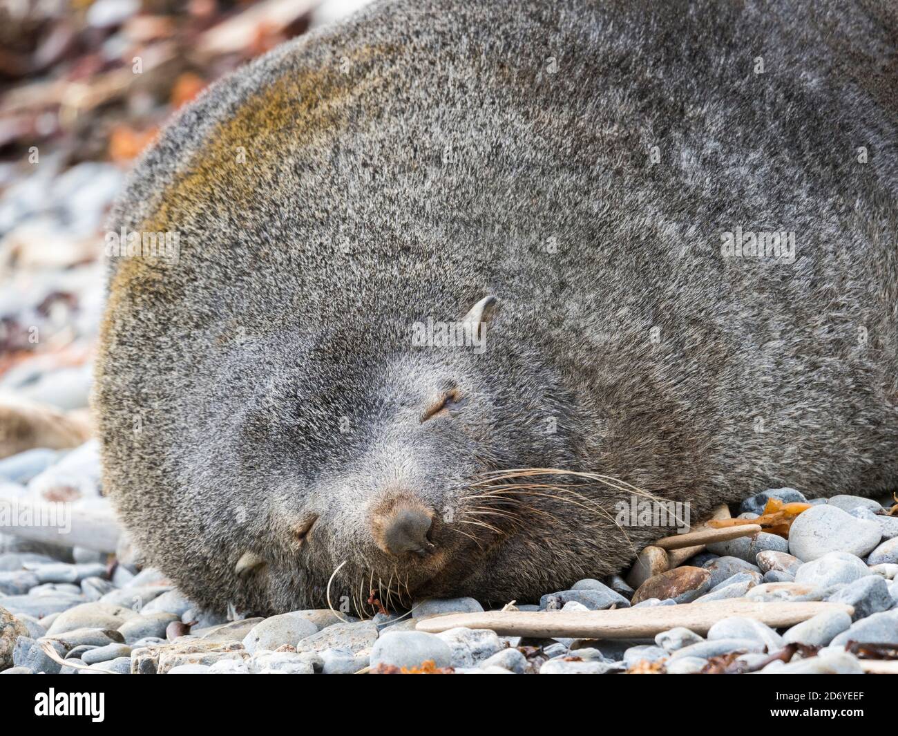 Foca antartica (Arctocephalus gazella). Bull sulla spiaggia con whisker tipici Antartide, Susantartica, Georgia del Sud, ottobre Foto Stock