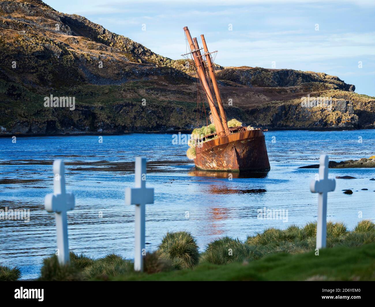 Relitto della Bayard a Ocean Harbour una stazione di caccia alle balene in Georgia del Sud, con una colonia di South Georgia Shag (Phalacrocorax georgianus). Antartide, S. Foto Stock