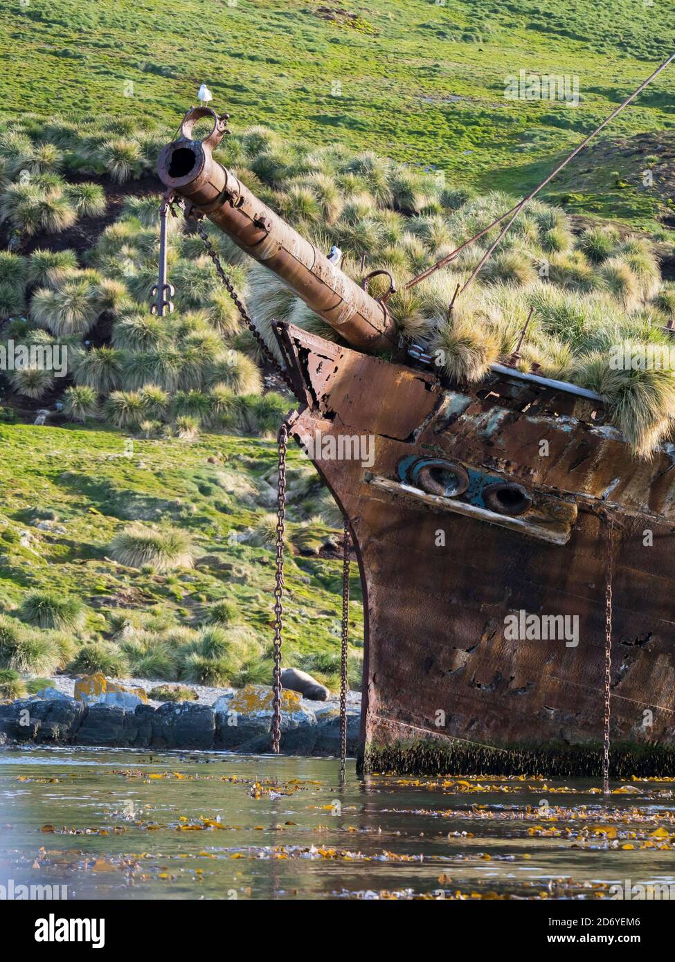 Relitto della Bayard a Ocean Harbour una stazione di caccia alle balene in Georgia del Sud, con una colonia di South Georgia Shag (Phalacrocorax georgianus). Antartide, S. Foto Stock