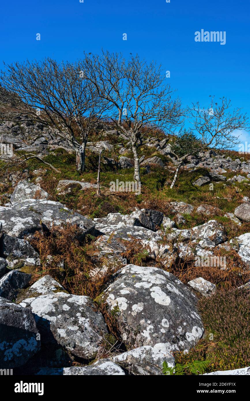 Burrator Reservoir nel Dartmoor National Park nel Devon in Inghilterra In Europa Foto Stock