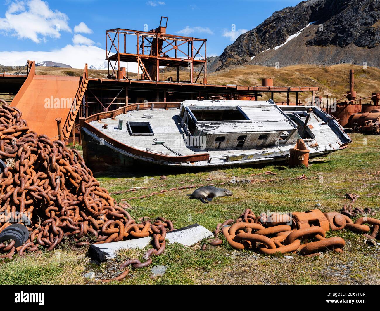 Relitto con il foca Antartico (Arctocephalus gazella) sul precedente piano di flensing. Stazione di balene di Grytviken nella Georgia del Sud. Grytviken è aperto a. Foto Stock