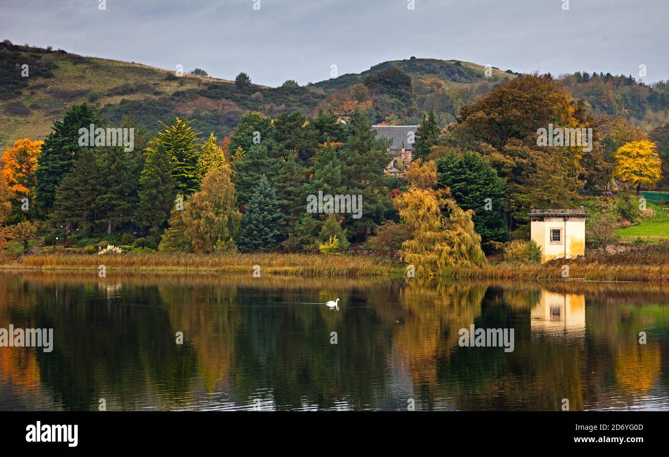 Duddingston Loch Edimburgo, Scozia, Regno Unito. 20 ottobre 2020. Nuvoloso con una temperatura di 10 gradi con poca brezza. Nella foto: In autunno, Duddingston Loch con la Thomson's Tower riflessa in primo piano con Mute Swan e Duddingston Kirk accoccolati con gli alberi sempreverdi conifere nel giardino del Dr Neil. La Torre progettata da William Henry Playfair costruita nel 1825 per la Duddingston Curling Society per immagazzinare le sue pietre. Un luogo d'incontro per i curlers e uno studio per l'artista rispettato il Rev. John Thomson, ministro di Duddingston dal 1805 al 1840. Credit: Arch White/Alamy Live News. Foto Stock