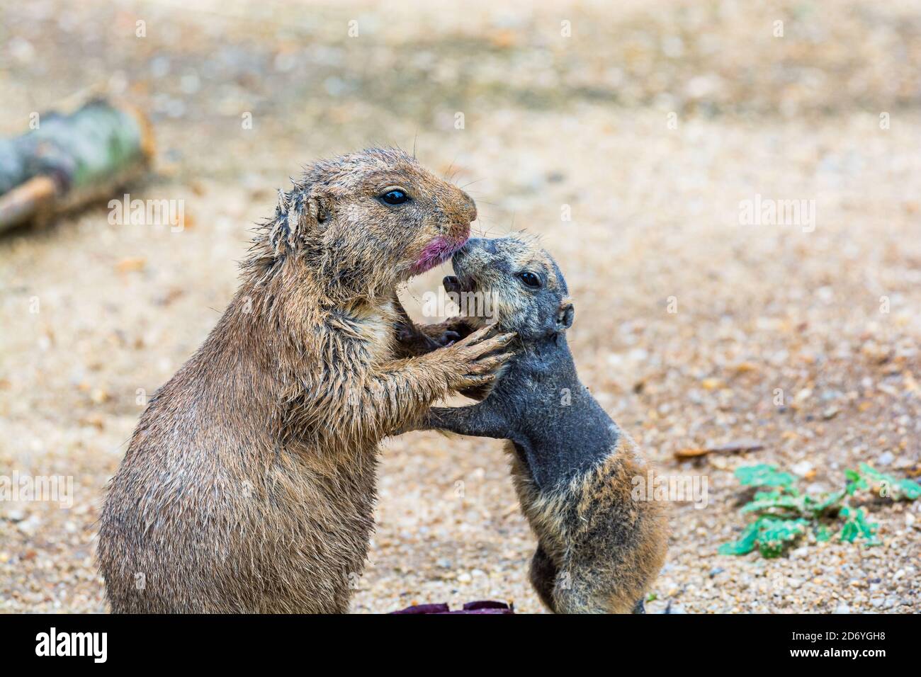 Famiglia con bambino di cane di prateria dalla coda nera - Cynomys ludovicianus Foto Stock