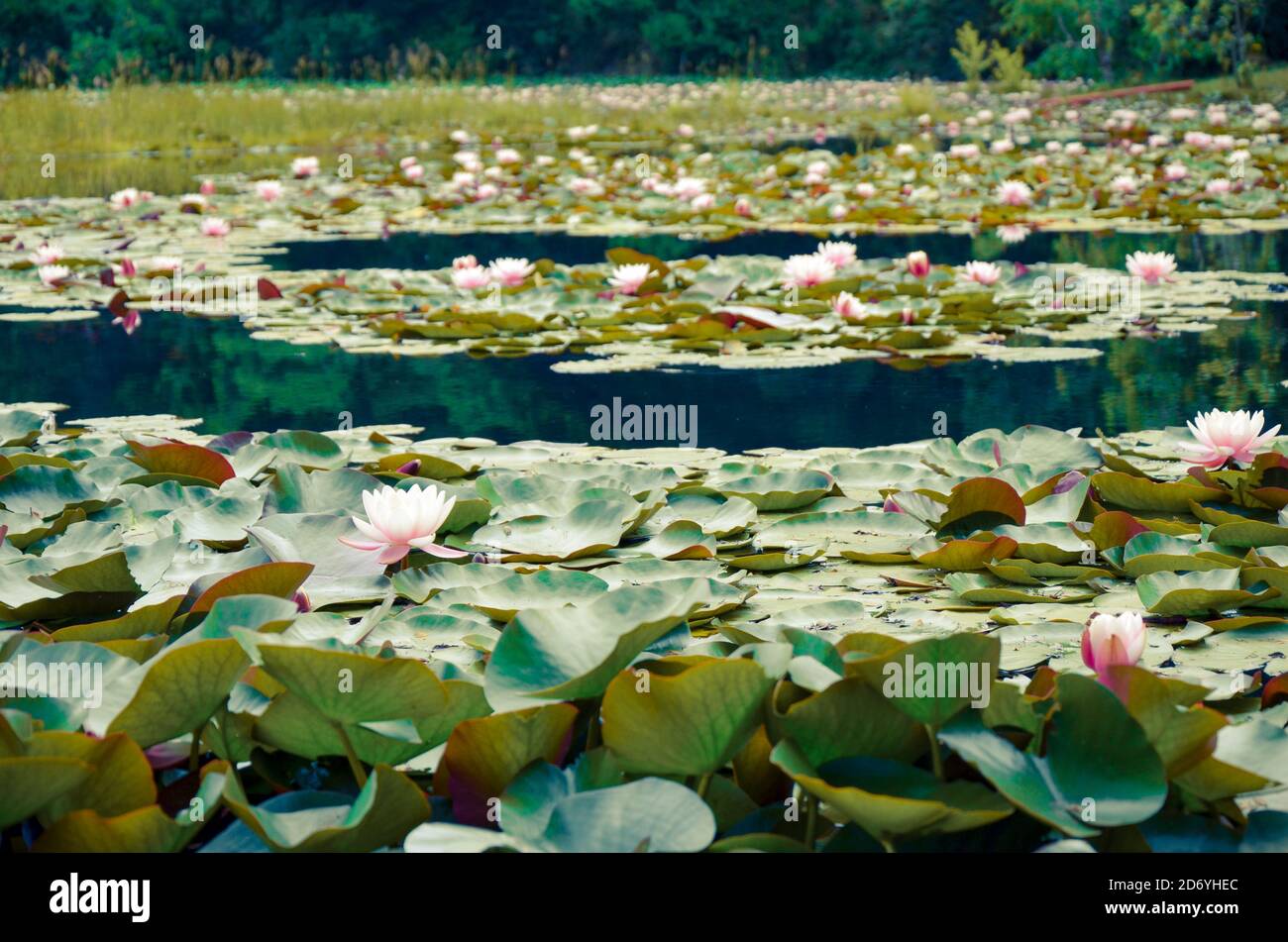 Ninfee in un lago, il suo ambiente naturale Foto Stock