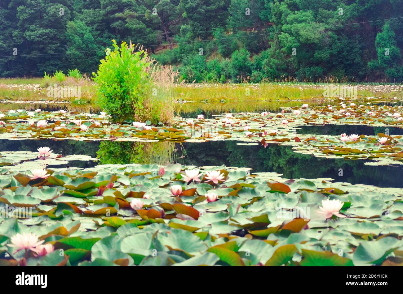 Ninfee in un lago, il suo ambiente naturale Foto Stock