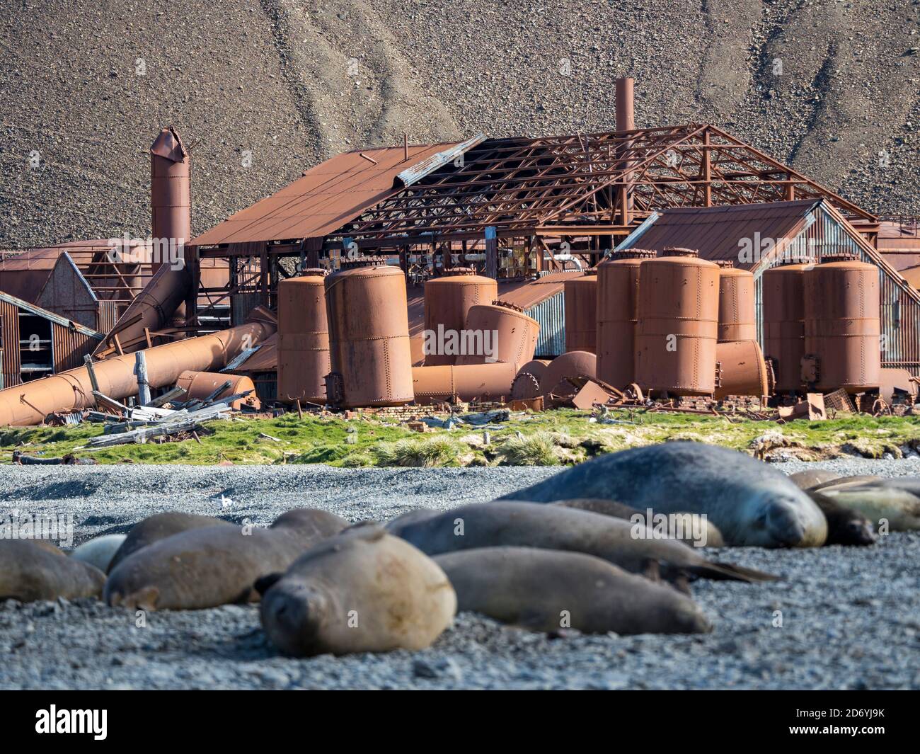 Rovine di Stromness Whaling Station in Georgia del Sud con harem di foca elefante del Sud (Mirounga leonina) in primo piano. Antartide, Subanta Foto Stock