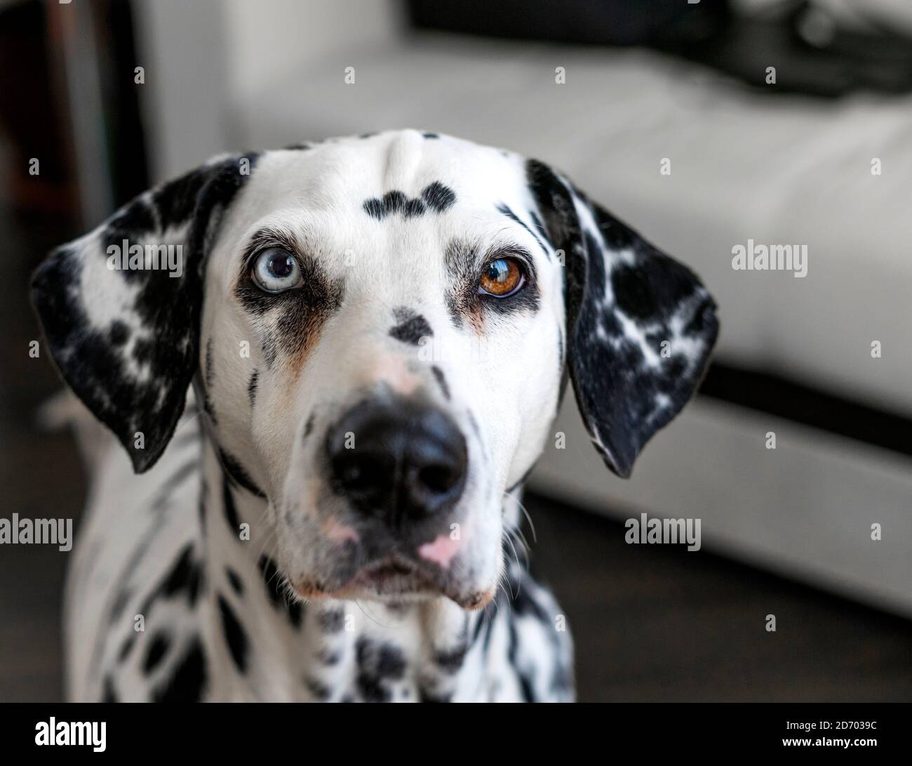 Cane dalmata. Dalmazia con eterocromia degli occhi. Ritratto di un cane purebred a casa. Un cane dal colore chiazzato. Spazio per il testo. Foto Stock