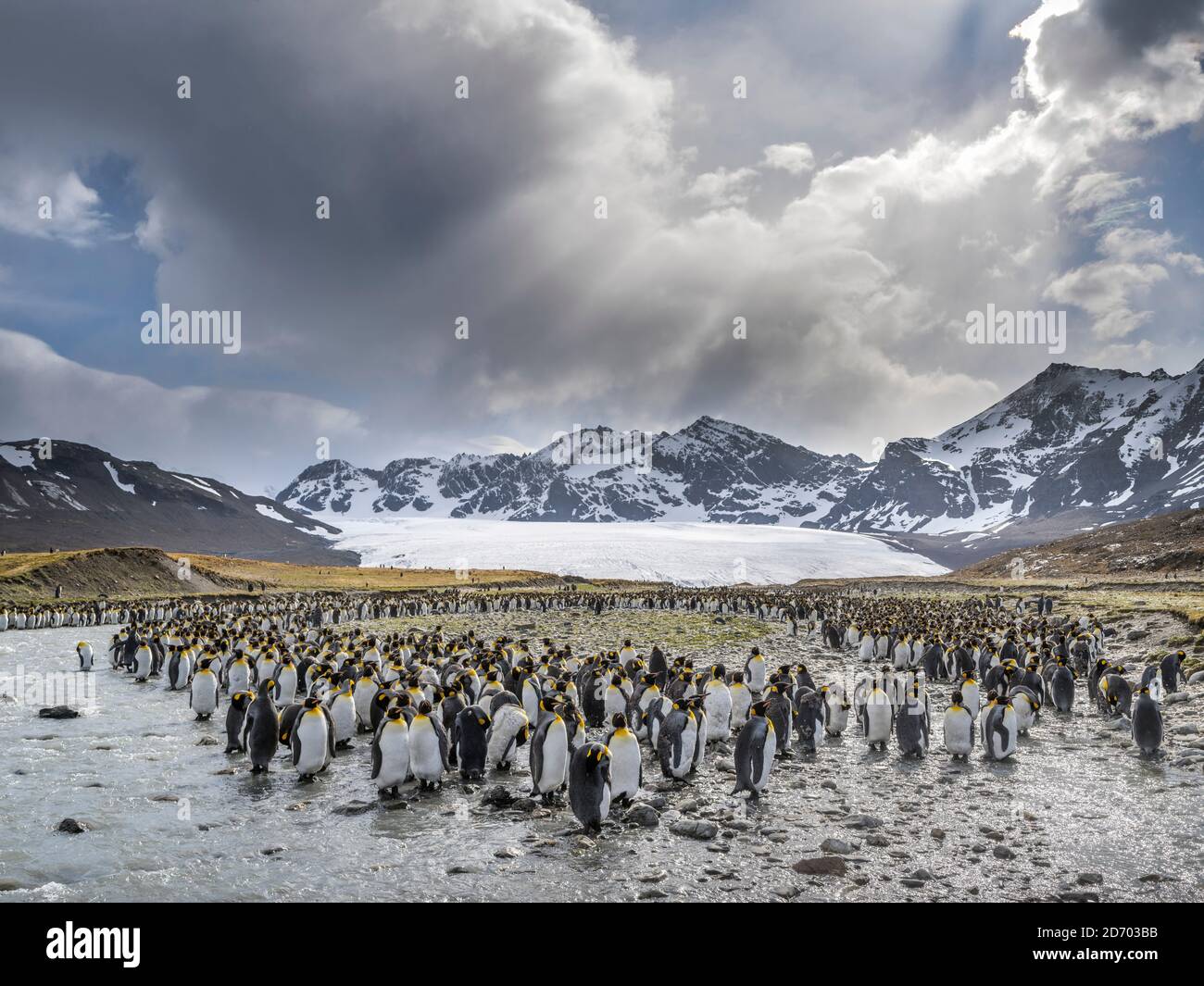 Re Pinguino (Atenodytes patagonicus) sull'isola della Georgia del Sud, il rookery nella baia di St. Andrews. Adulti molting. Antartide, Subantartica, così Foto Stock