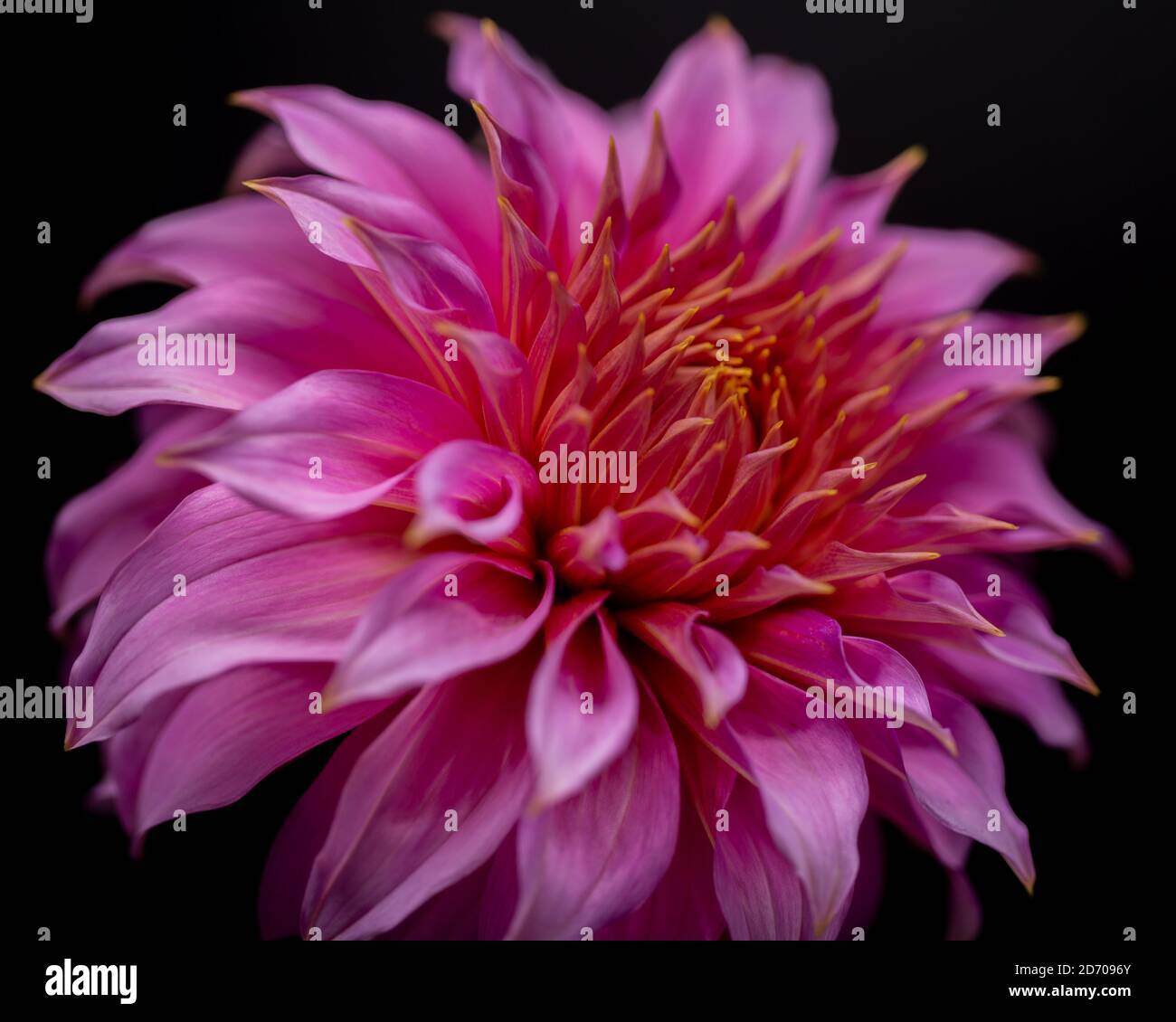 Anguria di Dahlia Penhill su sfondo nero Foto Stock