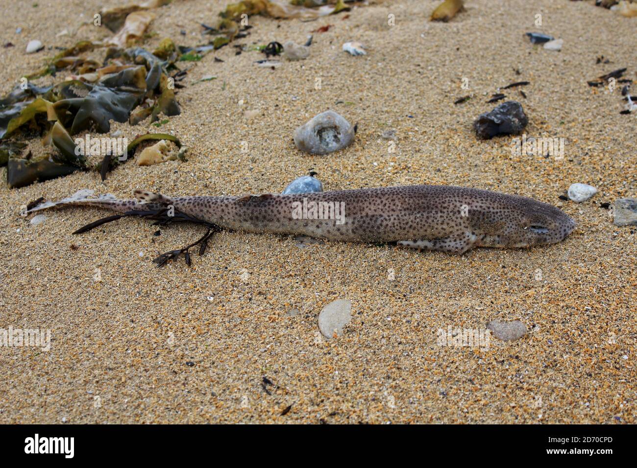 Ein tot aufgefundener kleingefleckter Katzenhai am Gold Beach a Frankreich, in Normandia. Foto Stock