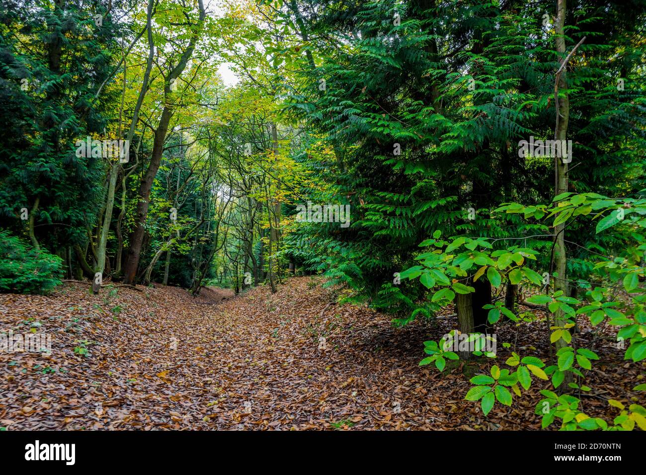 Tipico bosco misto nella Foresta di Sherwood, conifere e alberi decidui. Foto Stock