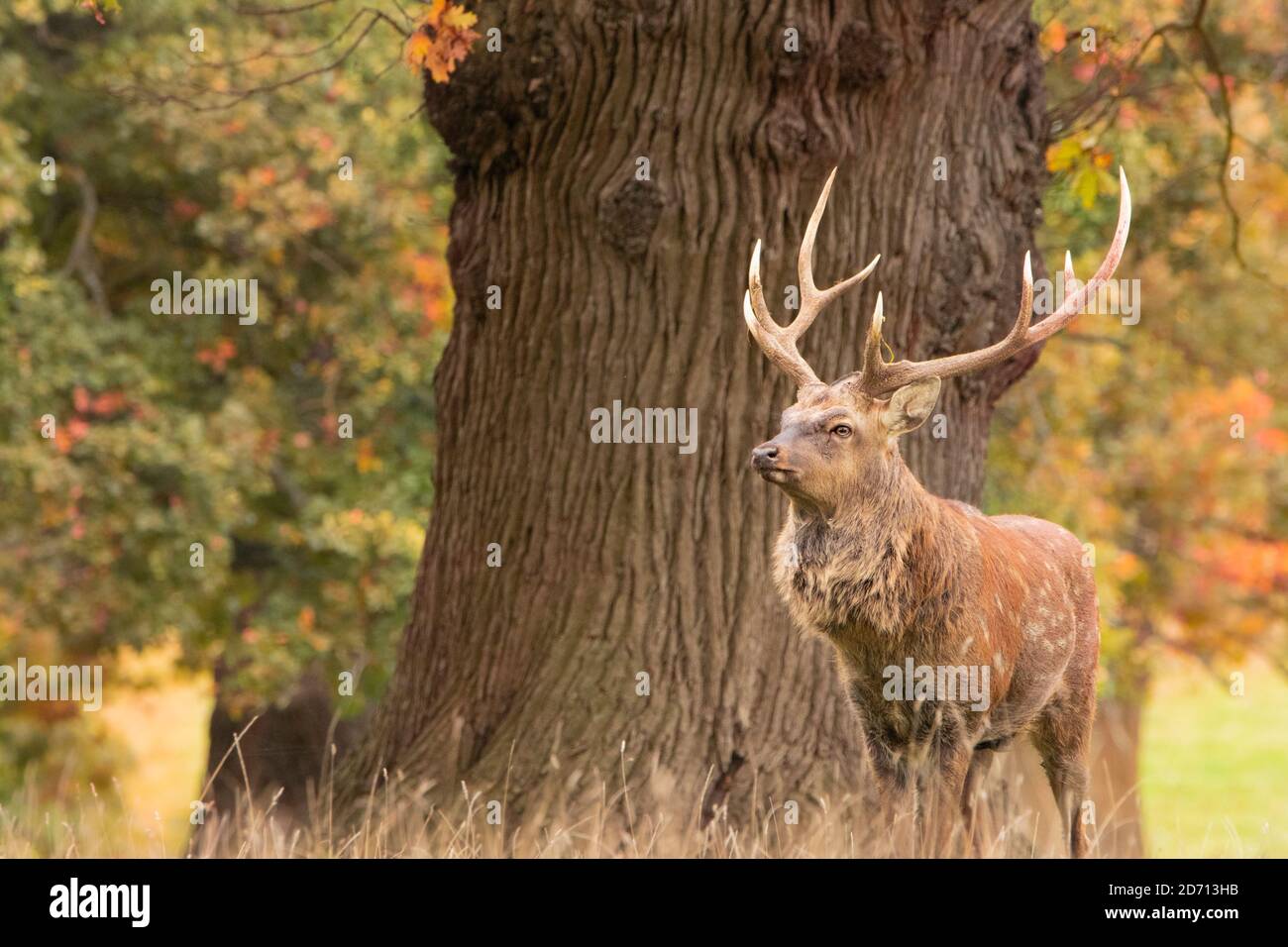 Manchurian Sika Deer, Sika Deer, Stag, Male, Buck, natura, mondo naturale, Woburn, Bedfordshire, UK Foto Stock