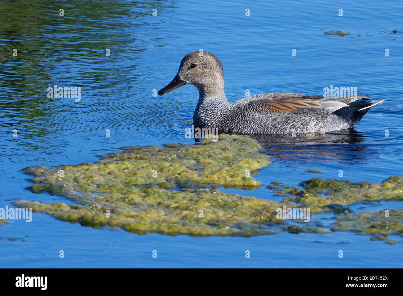 Gadwall (Anas strepera) dabbling drake per le zizze in una piscina paludosa, Catcott Lows National Nature Reserve, Somerset, UK, settembre. Foto Stock