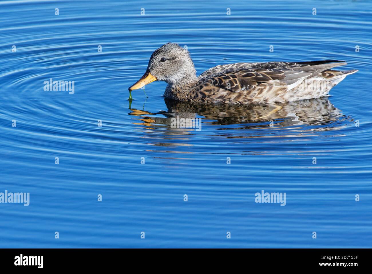 Gadwall (Anas strepera) femmina che dabbling per stagno erbacce in una piscina paludosa, Catcott Lows National Nature Reserve, Somerset, UK, settembre. Foto Stock