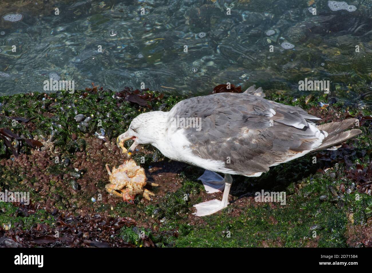 Grande gabbiano nero-backed (Larus marinus) alimentazione subadulta su un granchio ragno spinoso (Maja squinado) ha appena catturato su una bassa marea, Galles, Regno Unito. Foto Stock