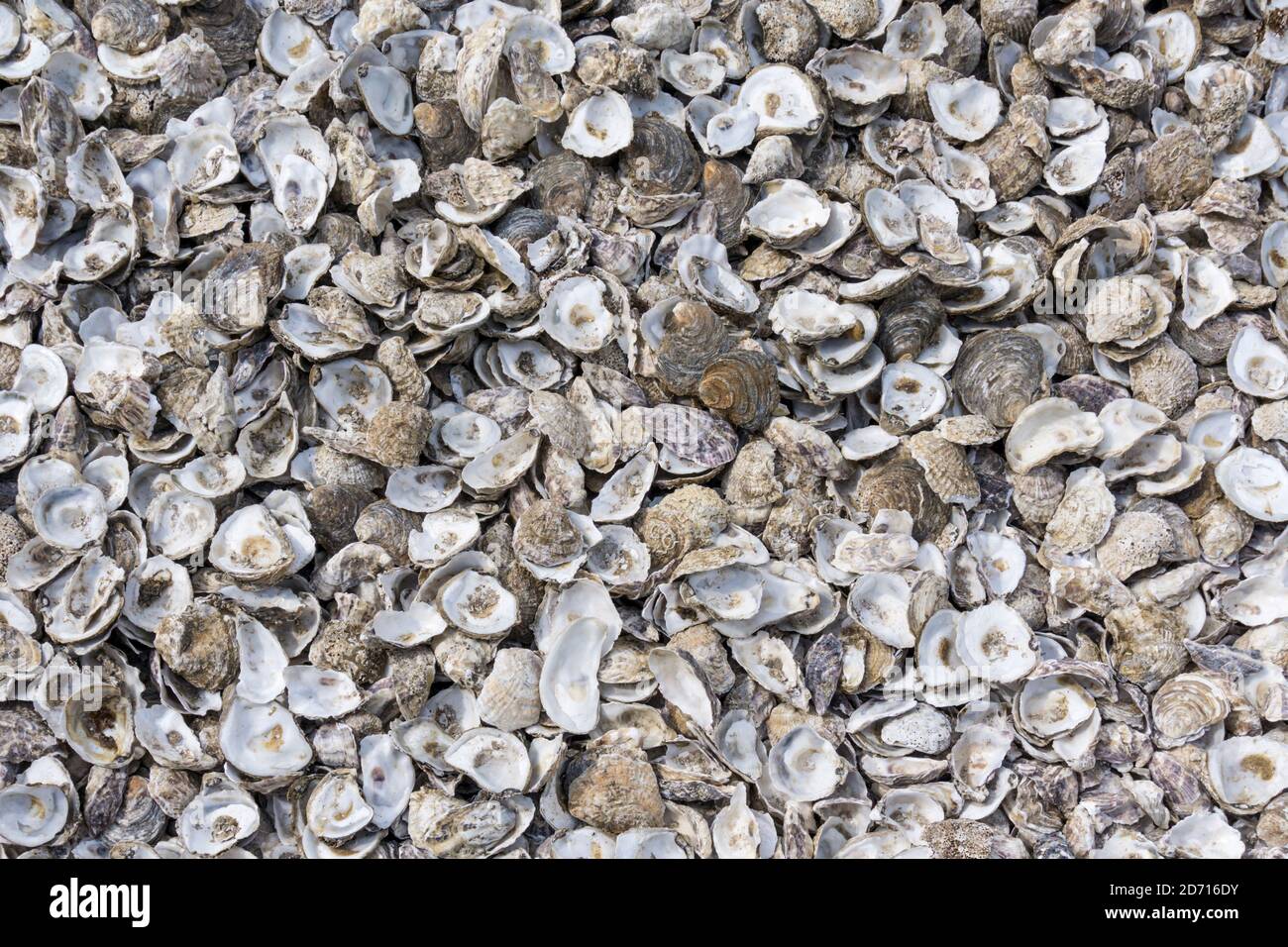 Una pila di gusci di ostriche vuote. Foto Stock