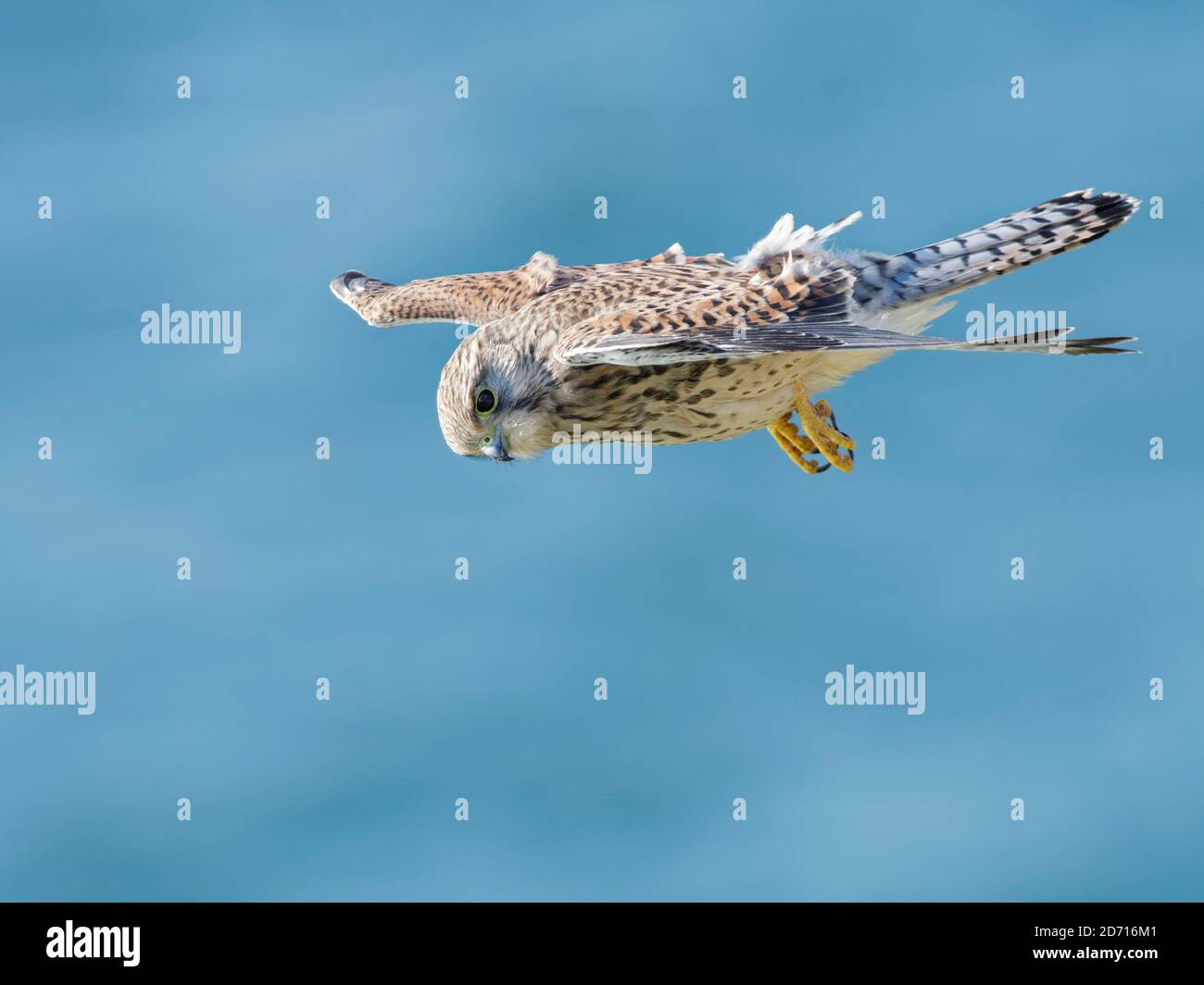 Kestrel (Falco tinnunculus) maschio hovering come caccia per preda vicino scogliere costiere con il mare sullo sfondo, il Gower, Galles, Regno Unito, luglio. Foto Stock