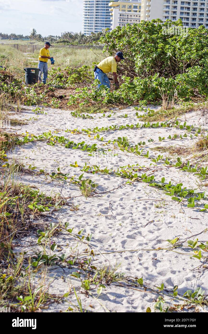 Miami Beach Florida, lavoratori della città, rimuovere rimuovendo non nativo invasive vegetazione piante dune protette, Foto Stock