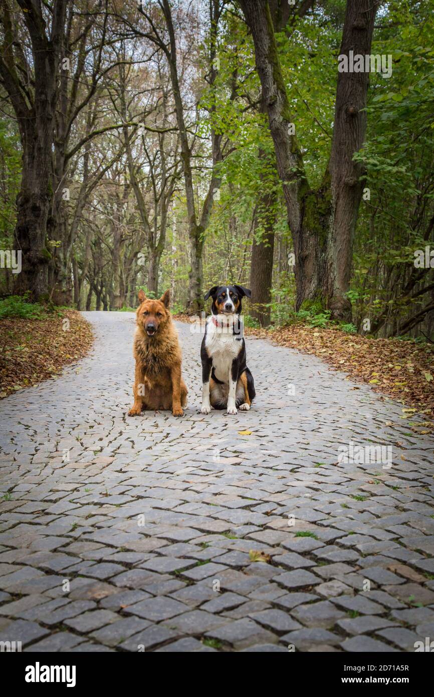 Due amici del cane - Vecchio cane tedesco (Westerwälder Kuhhund) e Appenzell cane di montagna. Austria, Europa Foto Stock
