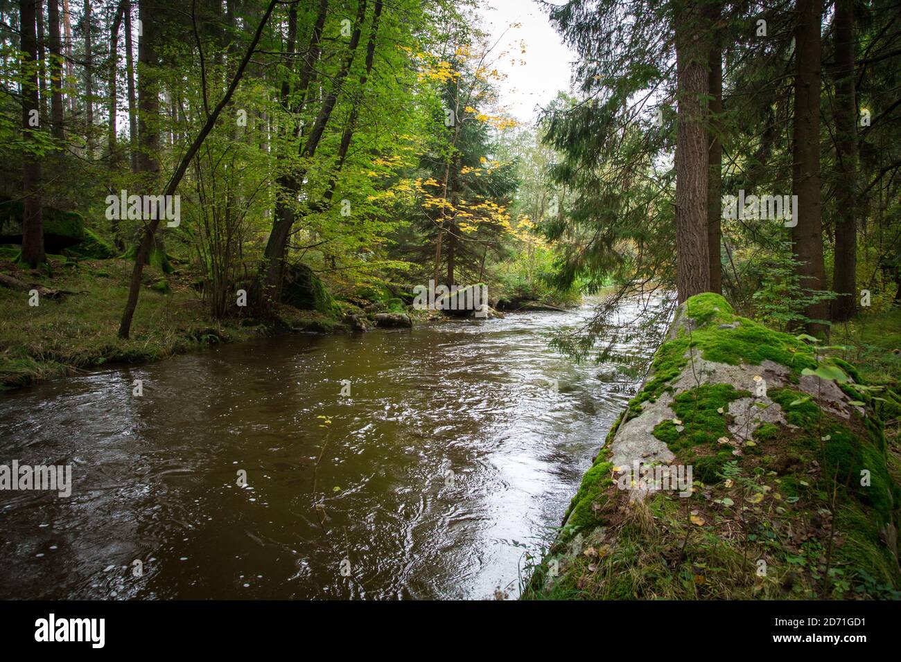 Fiume in autunno, Braunaubach (Fischersteig). Waldviertel, Austria, Europa Foto Stock