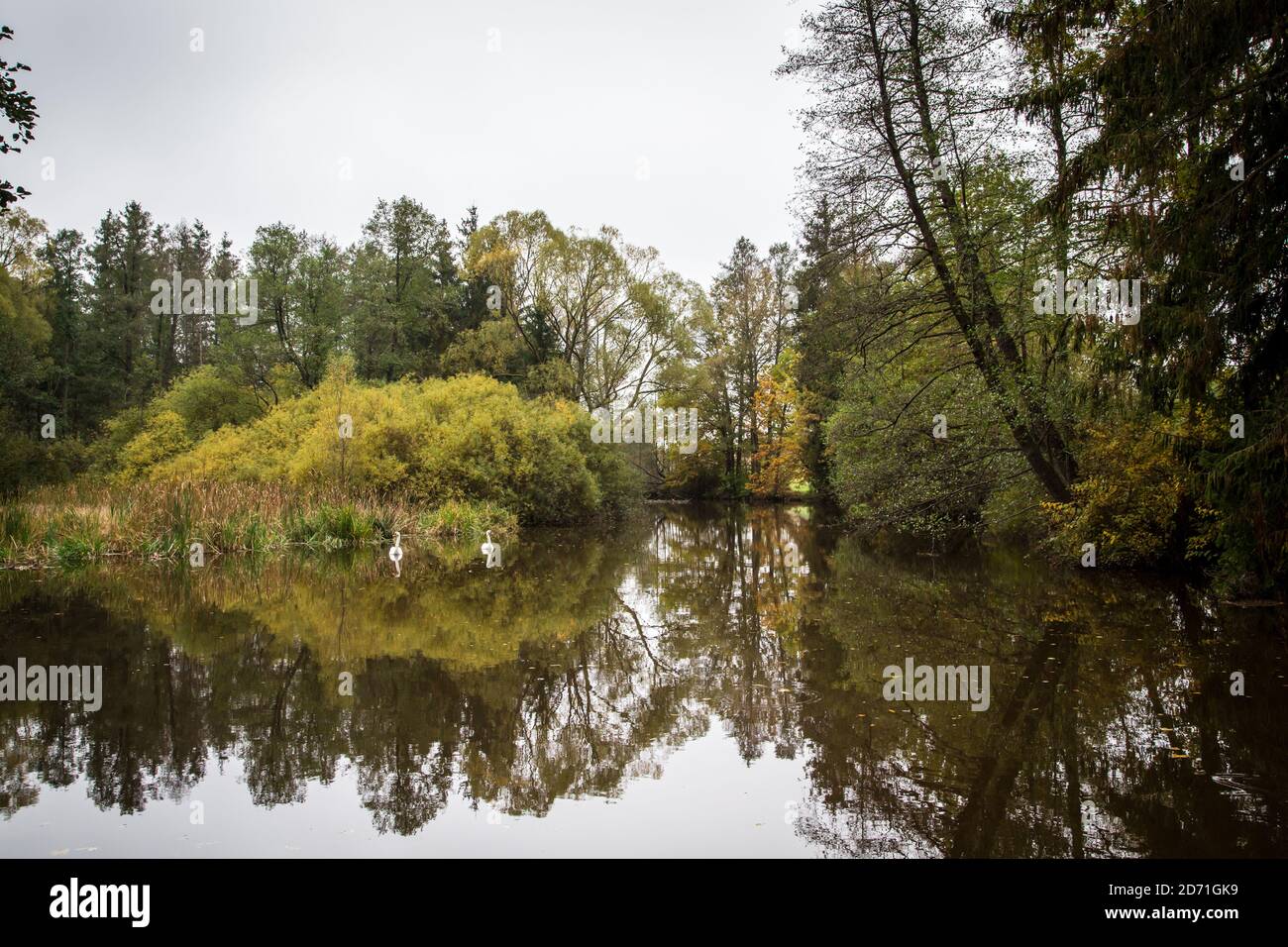 Fiume in autunno, Braunaubach (Fischersteig). Waldviertel, Austria, Europa Foto Stock