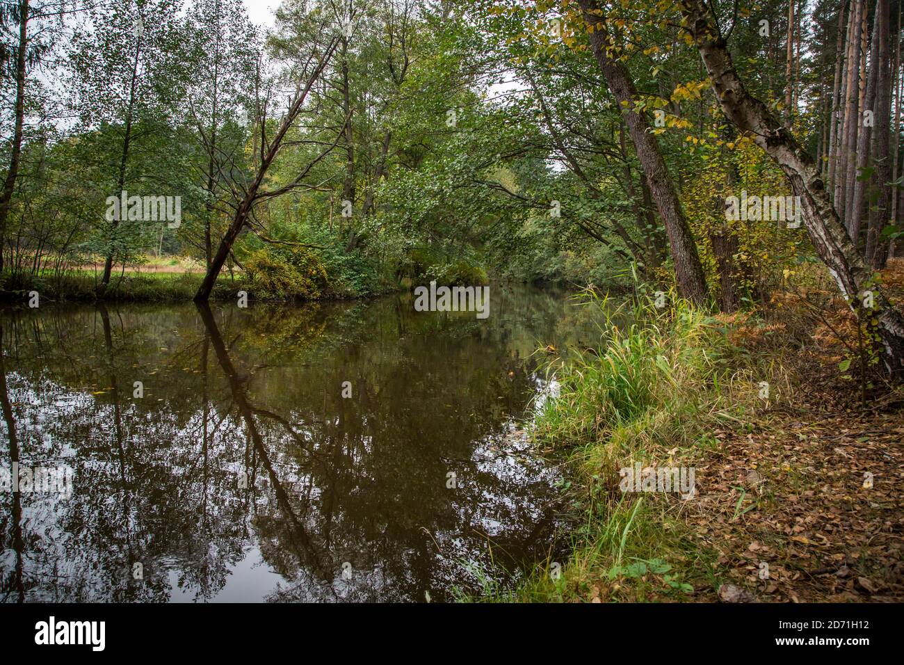 Fiume in autunno, Braunaubach (Fischersteig). Waldviertel, Austria, Europa Foto Stock