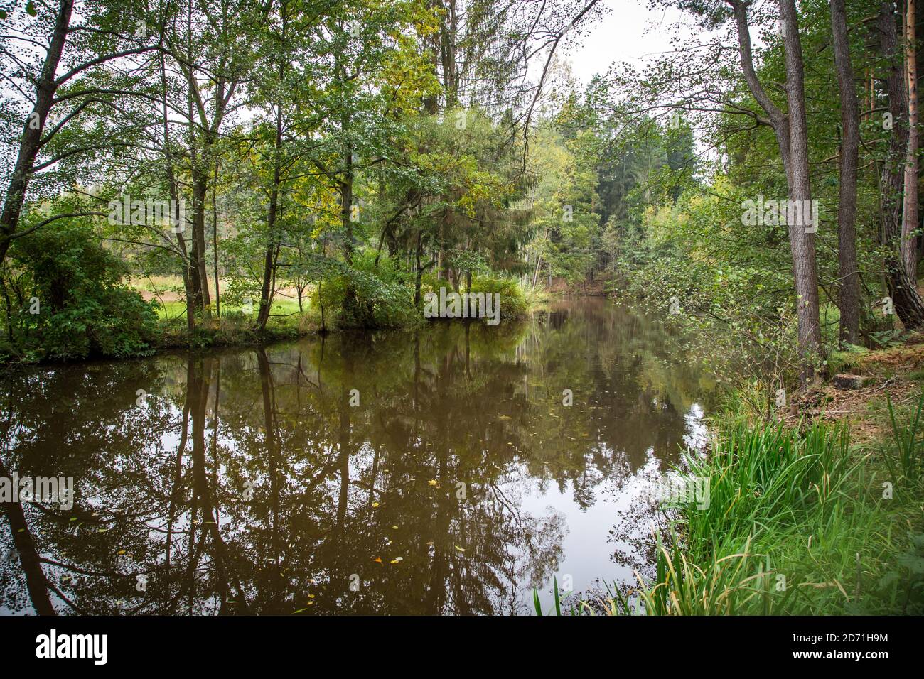Fiume in autunno, Braunaubach (Fischersteig). Waldviertel, Austria, Europa Foto Stock
