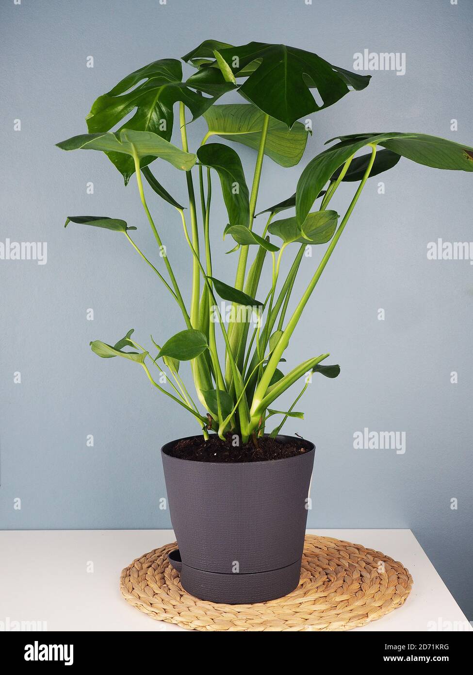 fiore monstera su un tavolo contro una parete blu, spazio per il testo. Monstera o caseificio svizzero in vaso su un tavolo con fondo blu muro copia spa Foto Stock
