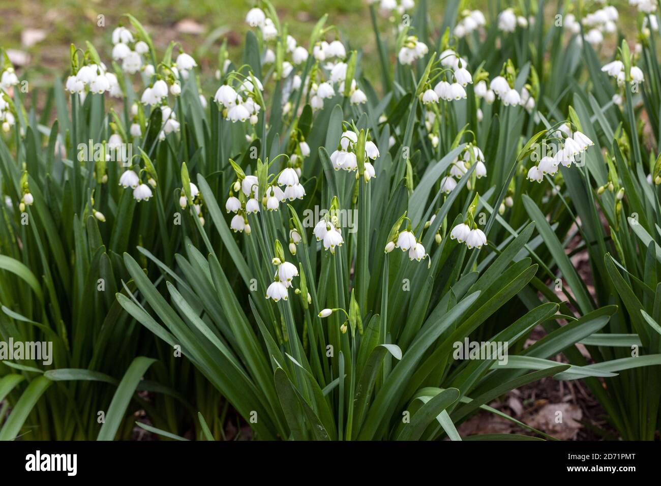 Leucojum aestivum Foto Stock