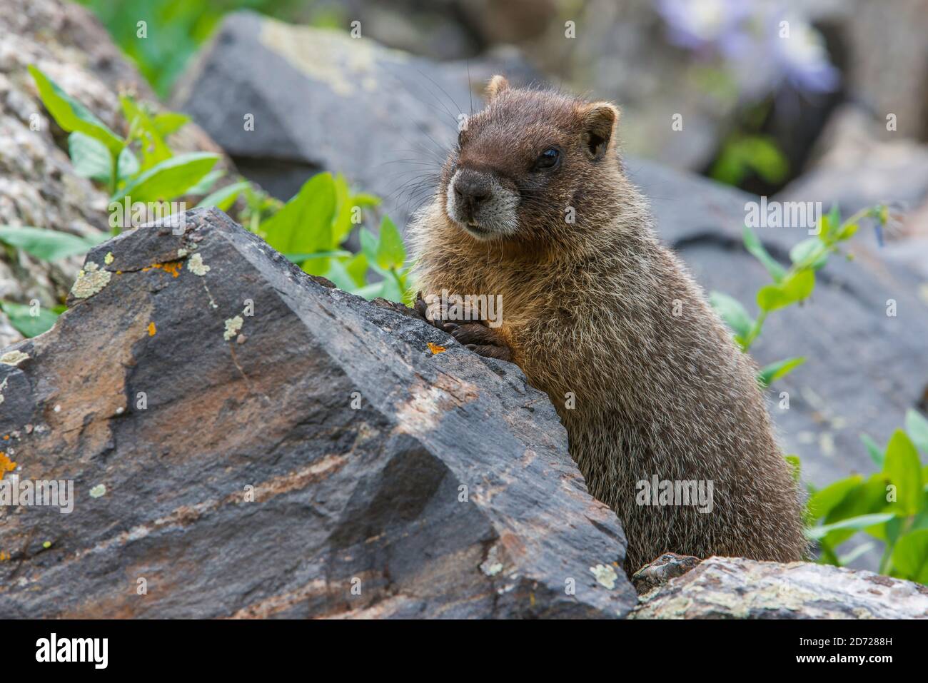 Giovane Marmot (Marmota flaviventris) Montagne Rocciose, Colorado, USA, di Bruce Montagne/Dembinsky Photo Assoc Foto Stock