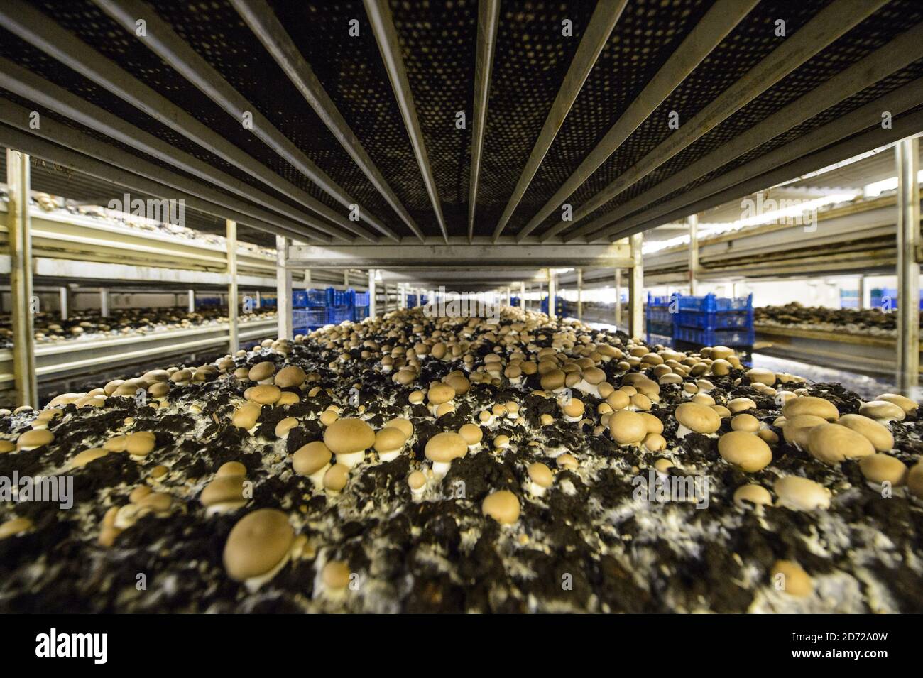 Funghi che crescono nella Waitrose Leckford Estate in Hampshire. L'azienda raccoglie in genere oltre 25 tonnellate di funghi alla settimana, che vengono raccolti e confezionati a mano sul posto prima di essere distribuiti ai supermercati Waitrose in tutto il paese. Data immagine: Giovedì 6 aprile 2017. Il credito fotografico dovrebbe essere: Matt Crossick/Empics Entertainment. La Leckford Estate è una fattoria attiva di 4000 acri, di proprietà e gestita da Waitrose, e produce per i loro negozi nel Regno Unito e per l'esportazione in 56 paesi. Foto Stock