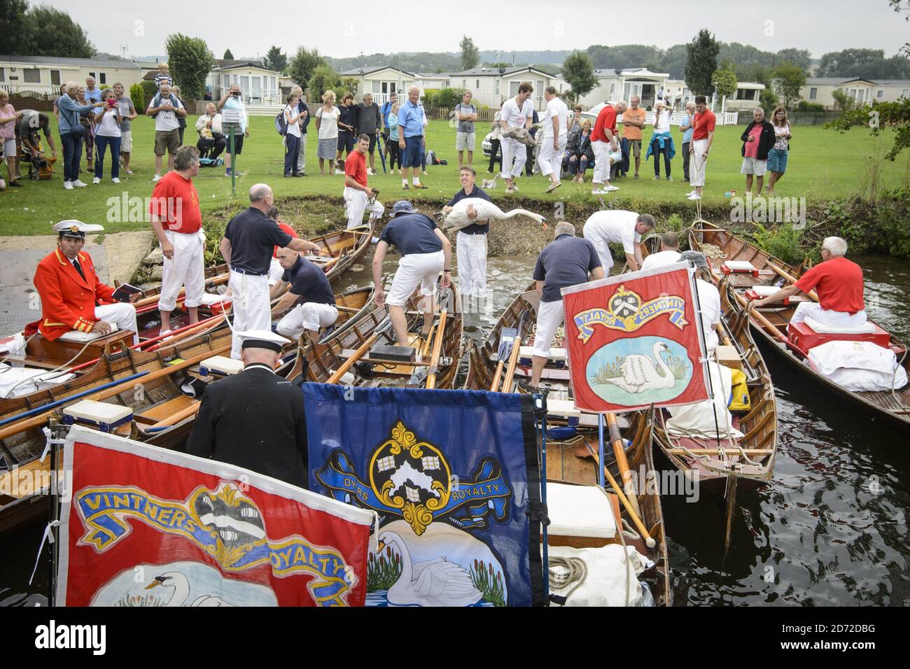 Swan uppers tag e registrare cigni lungo il fiume Tamigi, tra Marlow e Henley in Buckinghamshire, Inghilterra. Swan upping è un'antica tradizione con cui la proprietà dei cigni è ripartita tra la Corona, la Compagnia dei Vintners e la Compagnia dei Dyers. Data immagine: Mercoledì 19 luglio 2017. Il credito fotografico dovrebbe essere: Matt Crossick/ EMPICS Entertainment. Foto Stock