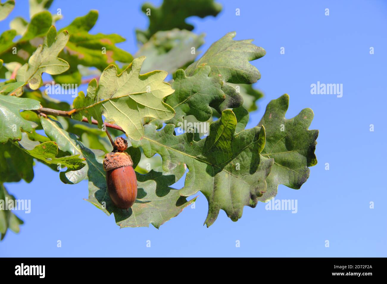 Ghianda marrone appesa sul ramo di quercia sullo sfondo Di cielo blu e soleggiato in autunno in Lituania Foto Stock