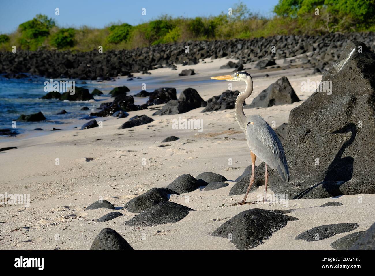 Ecuador Isole Galapagos - Isola di San Cristobal Grande egret bianco Foto Stock