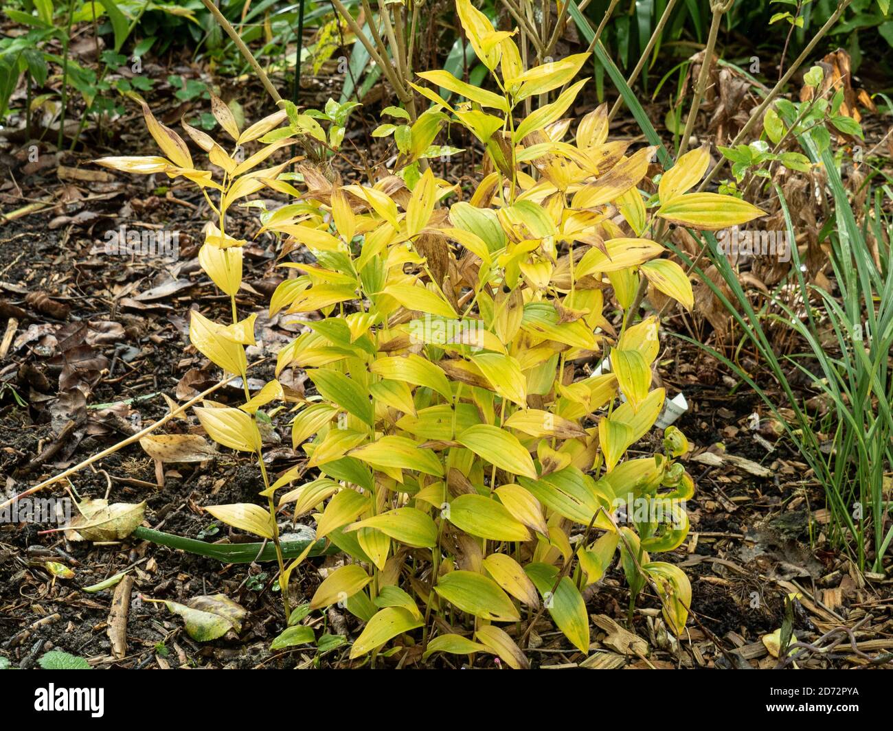 Un grumo pulito di viridesen di Disporum che mostra autunno giallo brillante colore in un letto di bosco Foto Stock