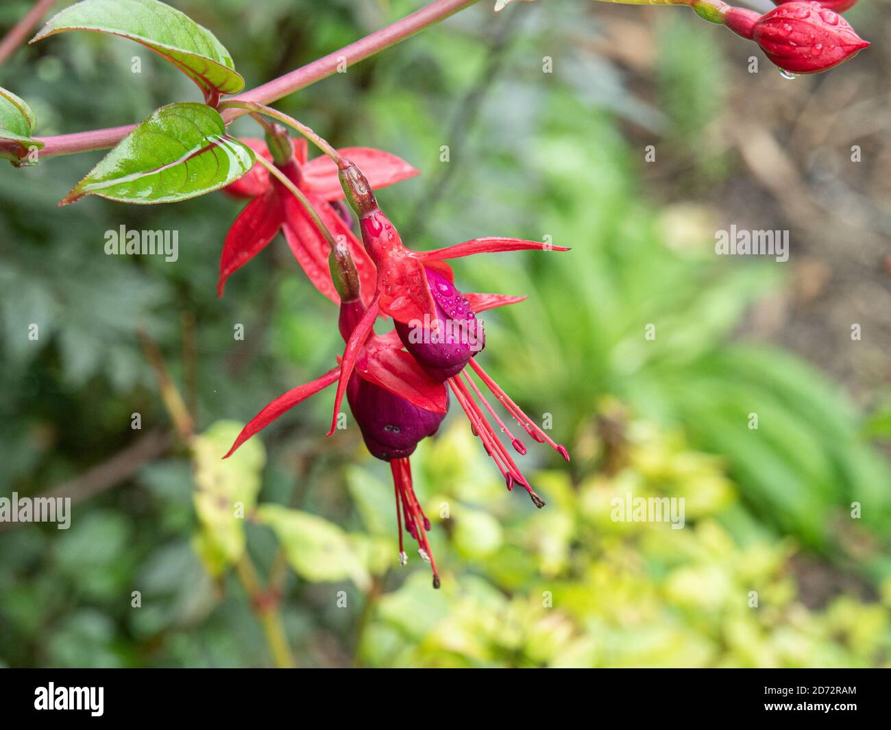 Una chiusura di due fiori della scalata Fuchsia Lady Boothby Foto Stock