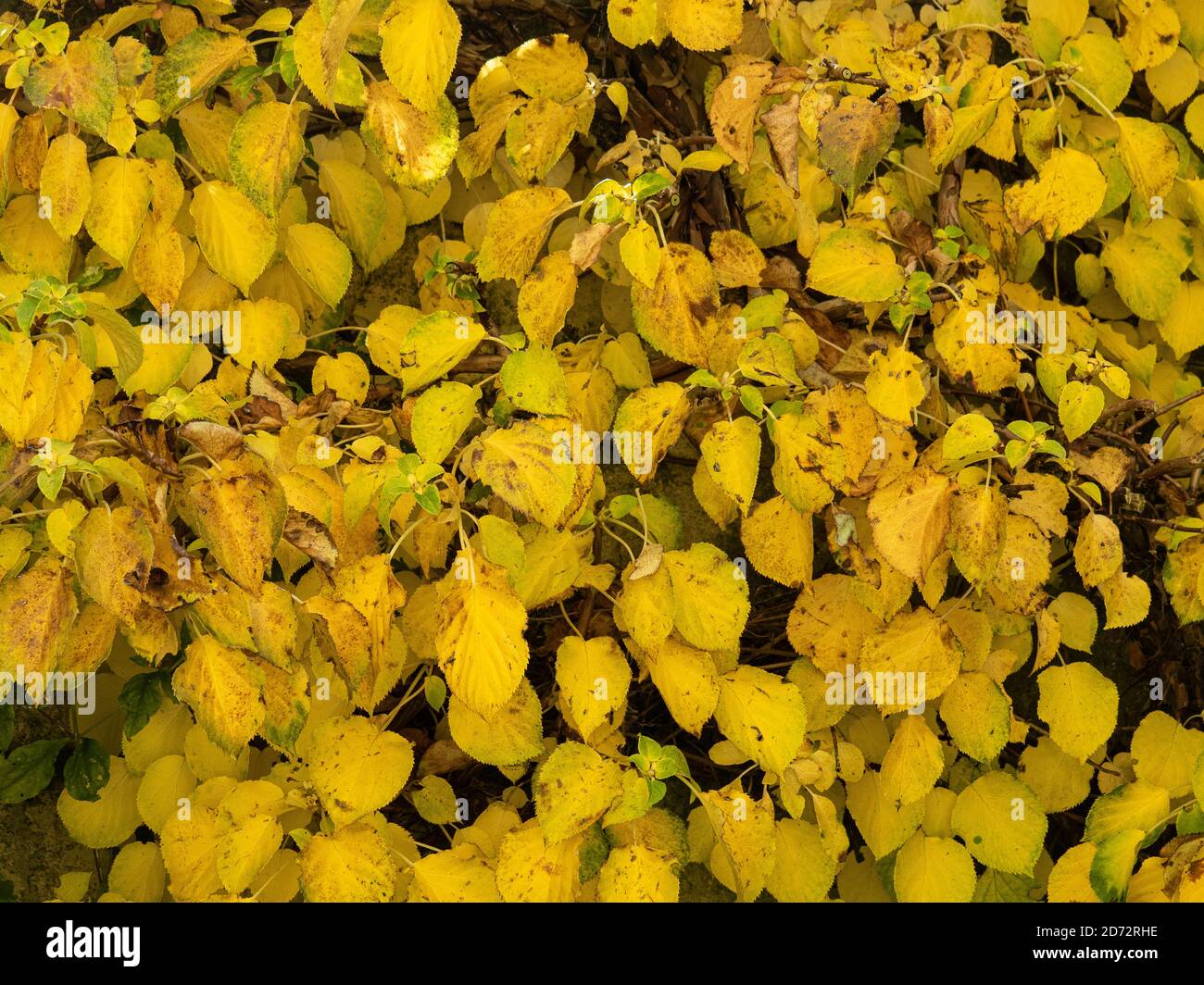 Le foglie gialle brillanti dell'autunno dell'arrampicata Hydrangea, Hydrangea petiolaris Foto Stock