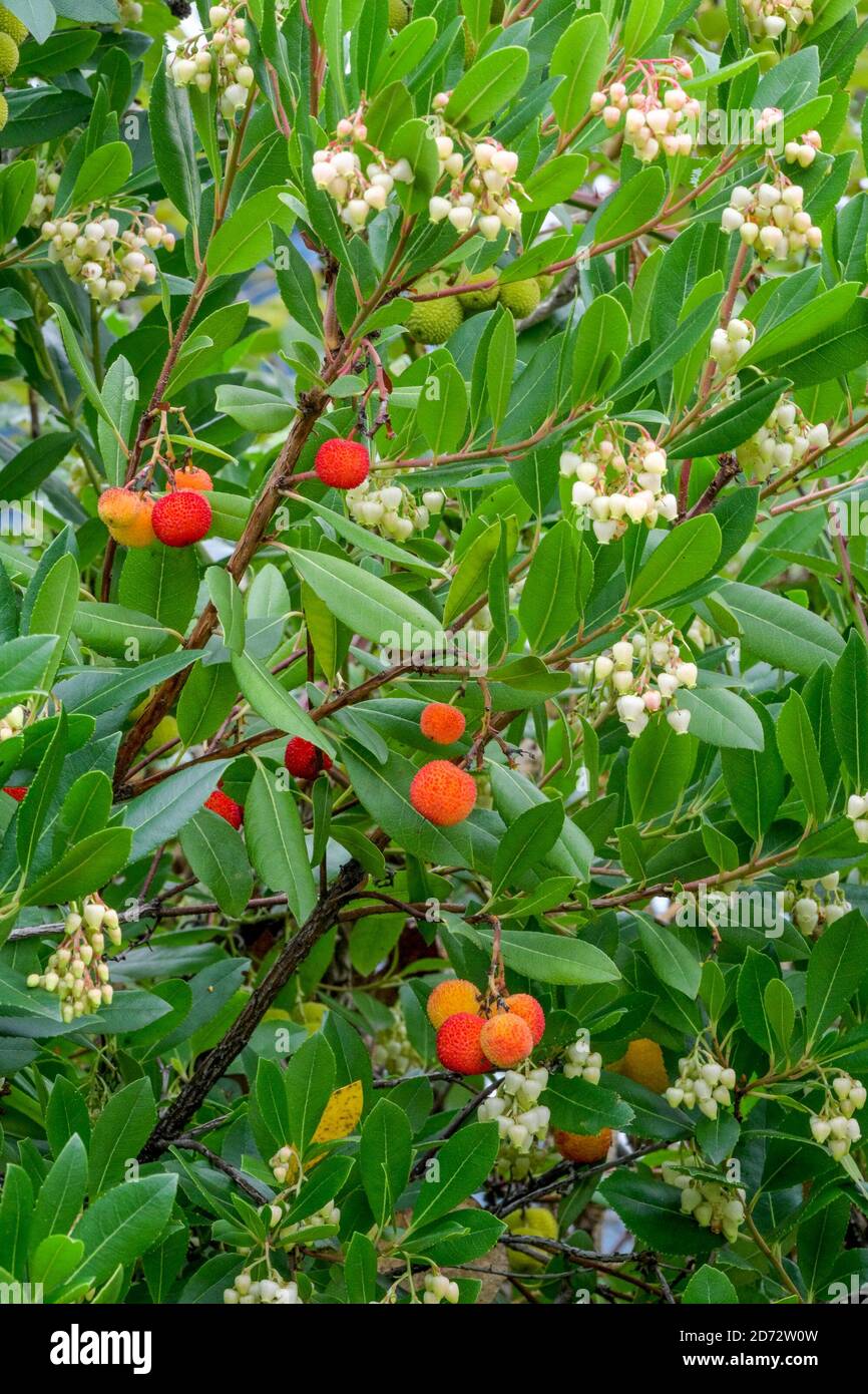 Bacche su Arbutus unedo, albero di fragola, naturalizzato, Columbia Britannica del Nord, Canada Foto Stock