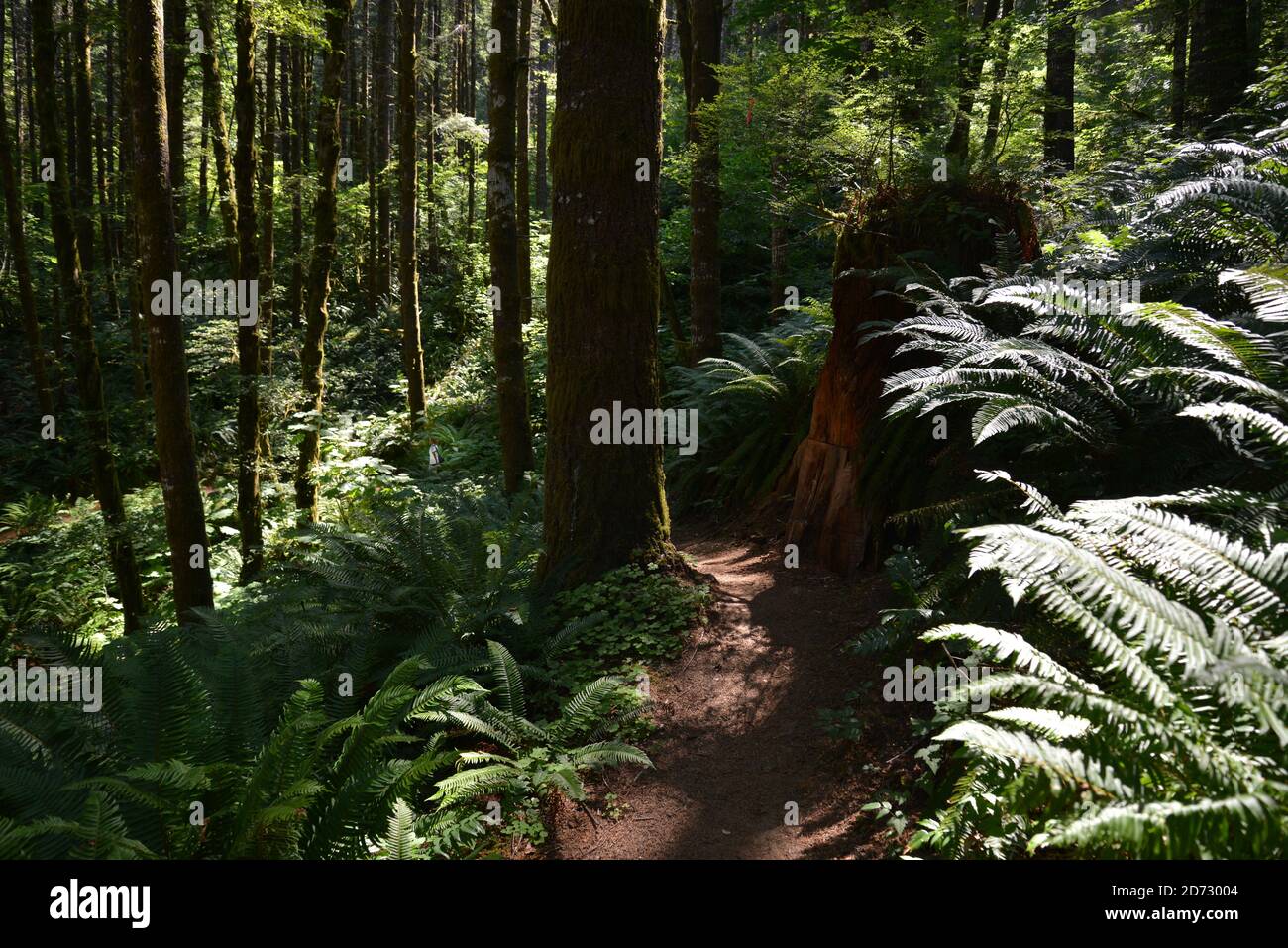 Passeggiate nella Tillamook state Forest, Pacific Northwest, Oregon, Stati Uniti Foto Stock