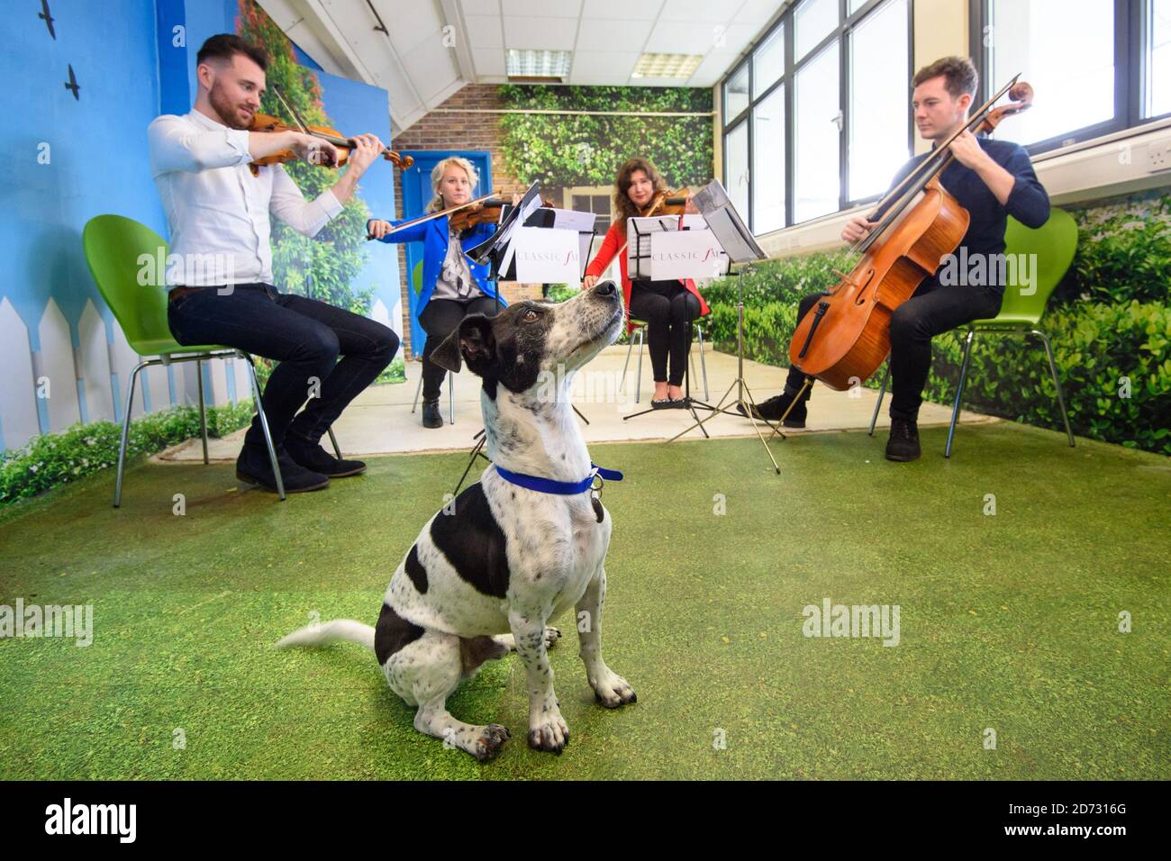Classic FM si esibirà presso il Animal Rescue Centre Battersea di Londra, in vista del primo programma radiofonico di stationâ€™per animali domestici che si terrà sabato 3 novembre. Data immagine: Venerdì 26 ottobre 2018. Il credito fotografico dovrebbe essere: Matt Crossick/ EMPICS Entertainment. Foto Stock