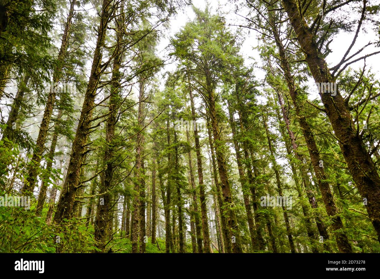 Tall Straight Pacific Northwest Forest, Cape Lookout state Park, Oregon, Stati Uniti. Foto Stock