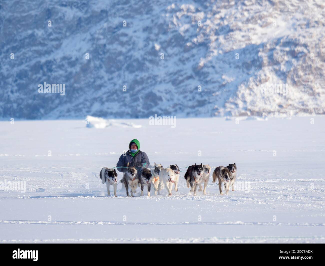 Gara di sleddog su fiordo congelato, Saatut vicino Uummannaq. Il finale di Anton Street, vincitore. Qualificatore per i campionati greelandici 2018. America, N. Foto Stock