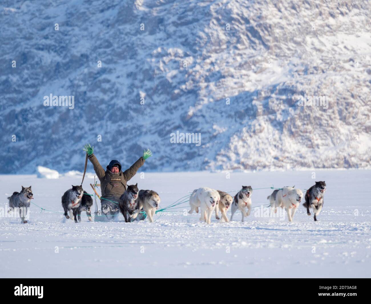 Gara di sleddog su fiordo congelato, Saatut vicino Uummannaq. Il finale di Thomas Thygesen, secondo posto. Qualificatore per i campionati greelandici 2018. R Foto Stock