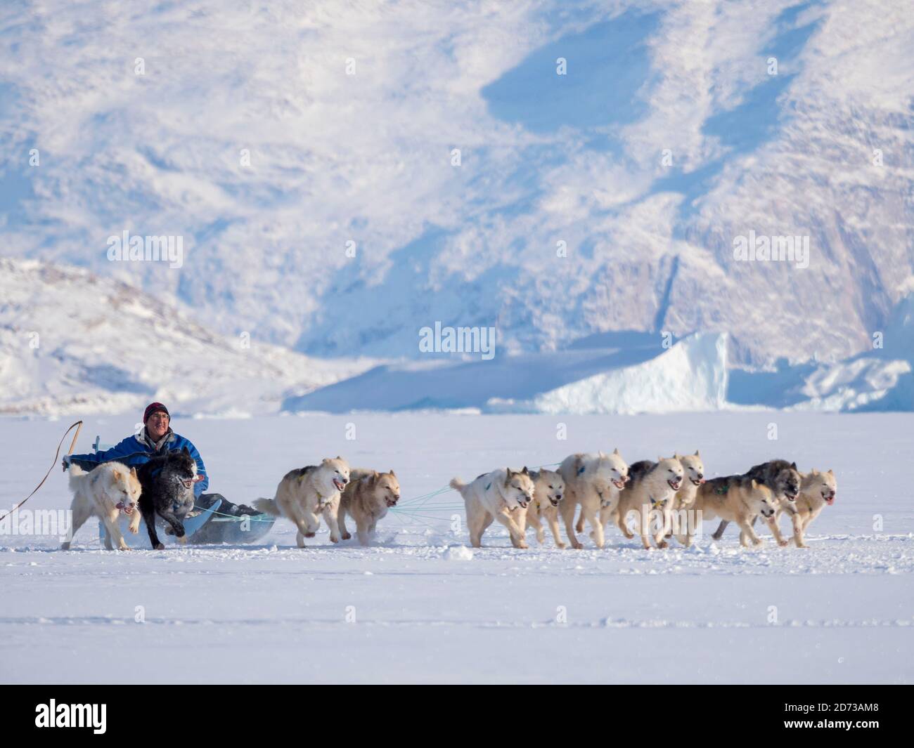 Gara di sleddog su fiordo congelato, Saatut vicino Uummannaq. La finitura . Qualificatore per i campionati greelandici 2018. America, Nord America, Groenlandia, Foto Stock