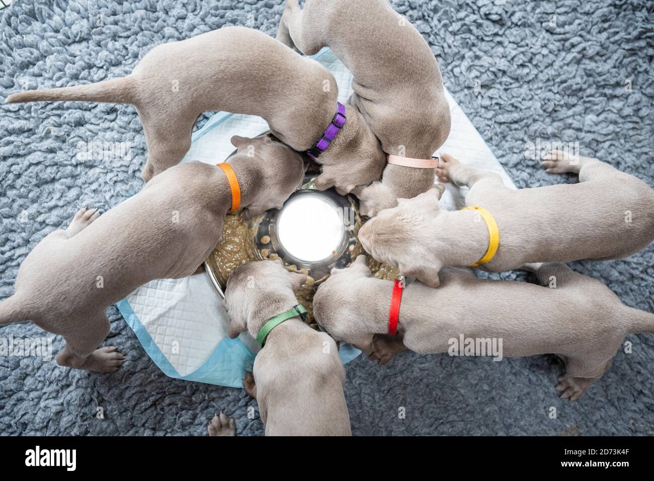 Gruppo di Puppies di weimaraner Hound che indica il cane che mangia dentro formazione del cerchio dal recipiente in acciaio inox sulla coperta grigia Foto Stock