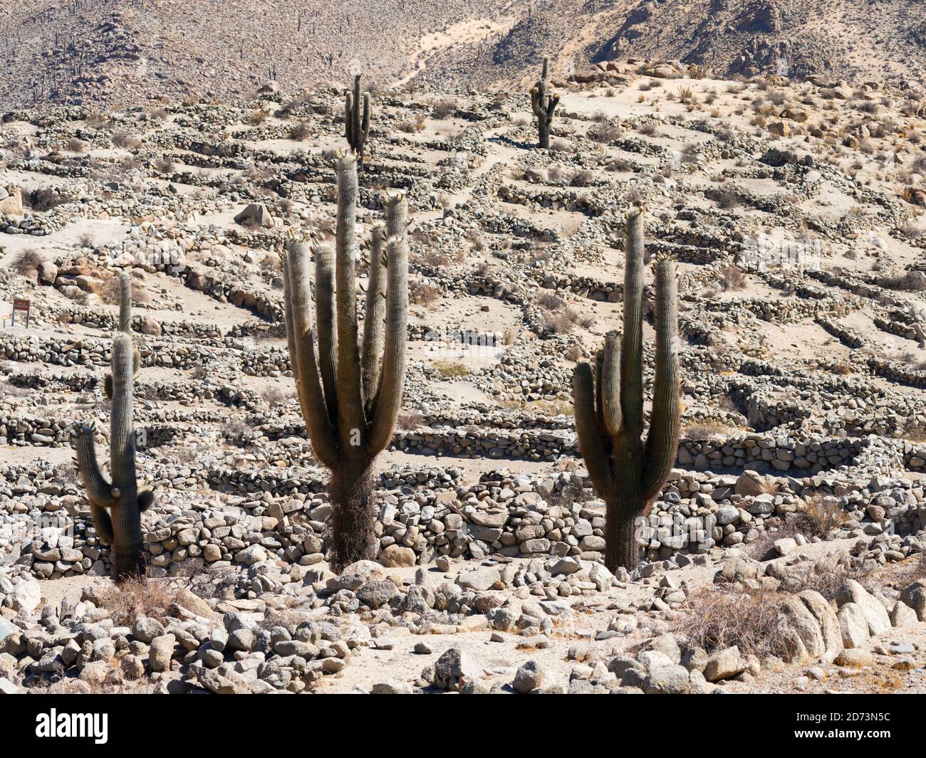 Rovine Inca di Tastil, Routa 51 vicino Salta. Tastil fa parte del vecchio sistema stradale Inca. America del Sud, Argentina Foto Stock