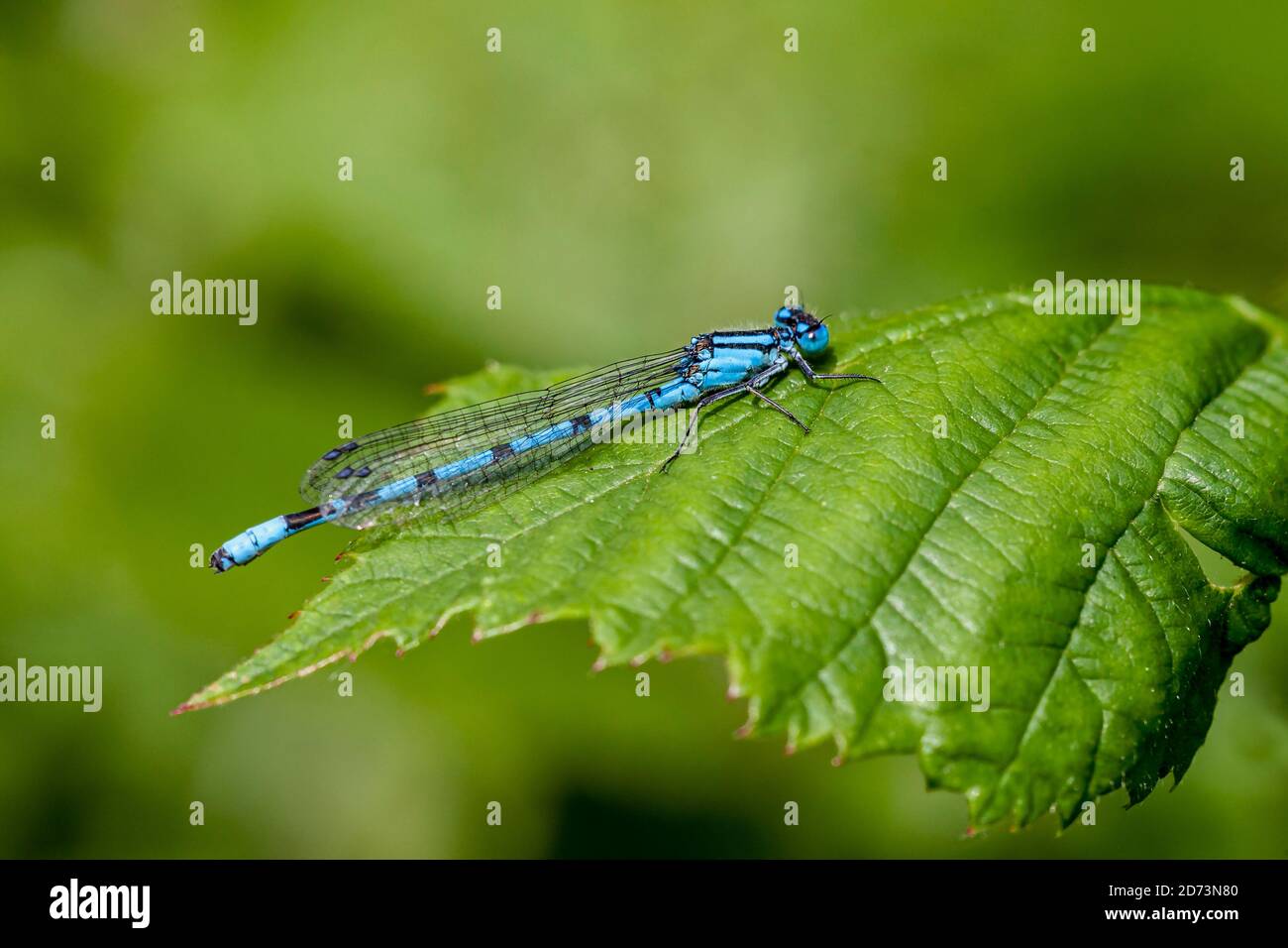Comune Blue Damselfly Enallagmy Cythigerum Foto Stock