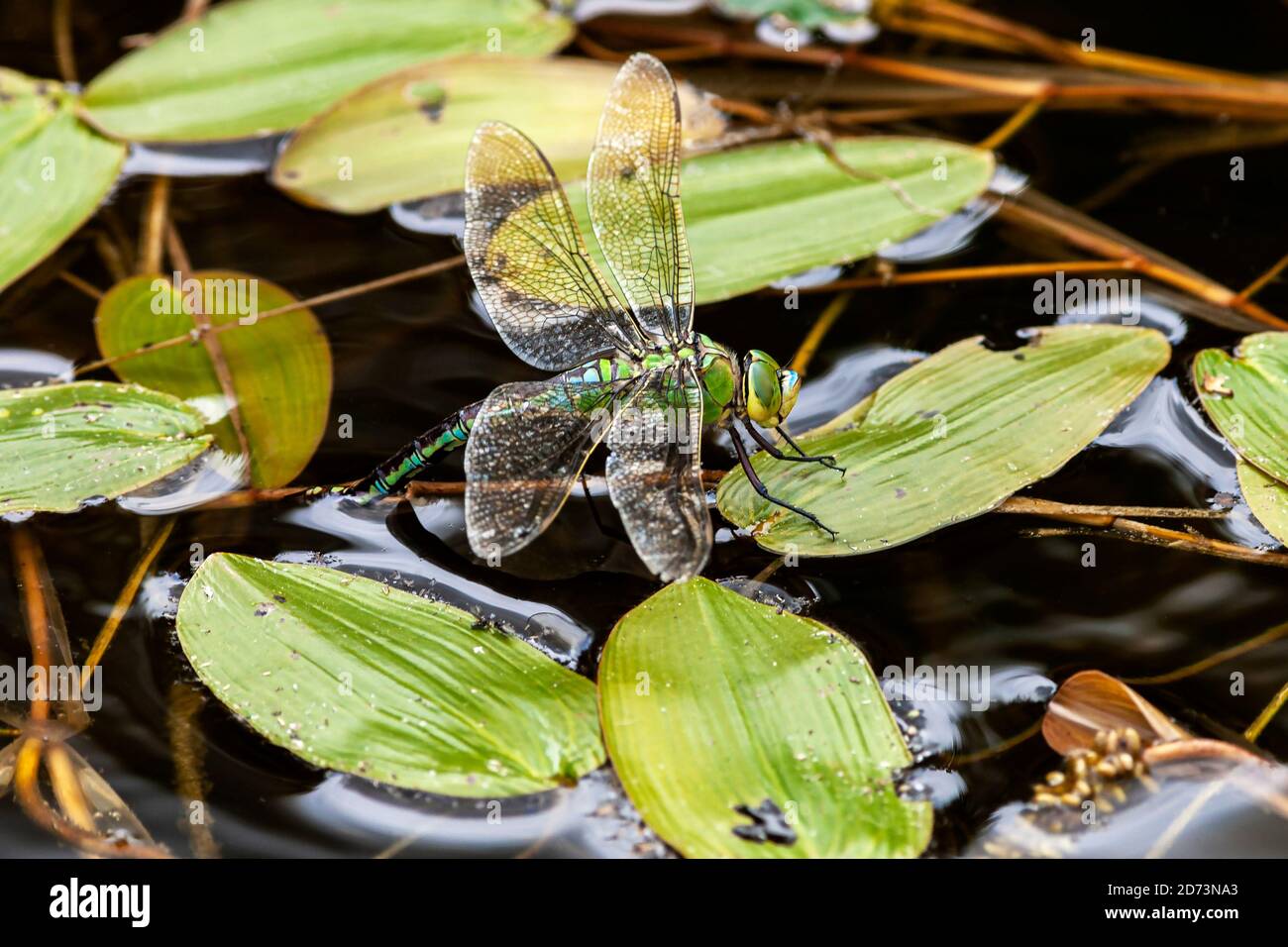Imperatore Anax Dragonfly Imperatore Foto Stock