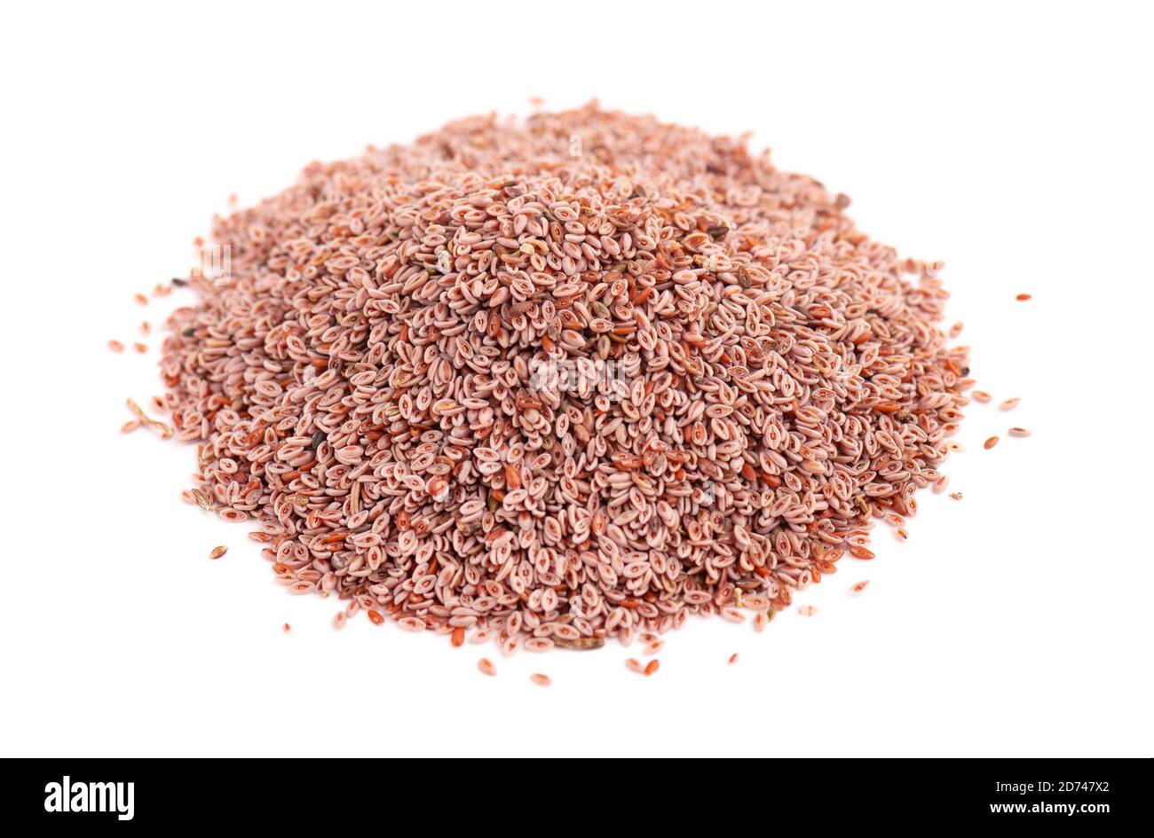 Semi di ovata di Plantago, isolati su sfondo bianco. Plantain, pulci indiani o semi di psyllium. Foto Stock