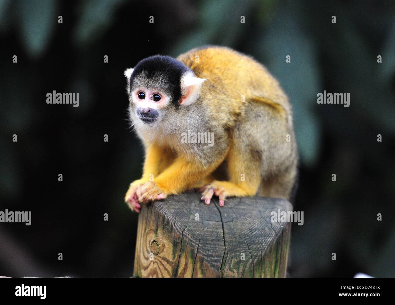 Una scimmia ragno raffigurata durante il deposito annuale dello Zoo di Londra, nel Regent's Park nel centro di Londra. Foto Stock